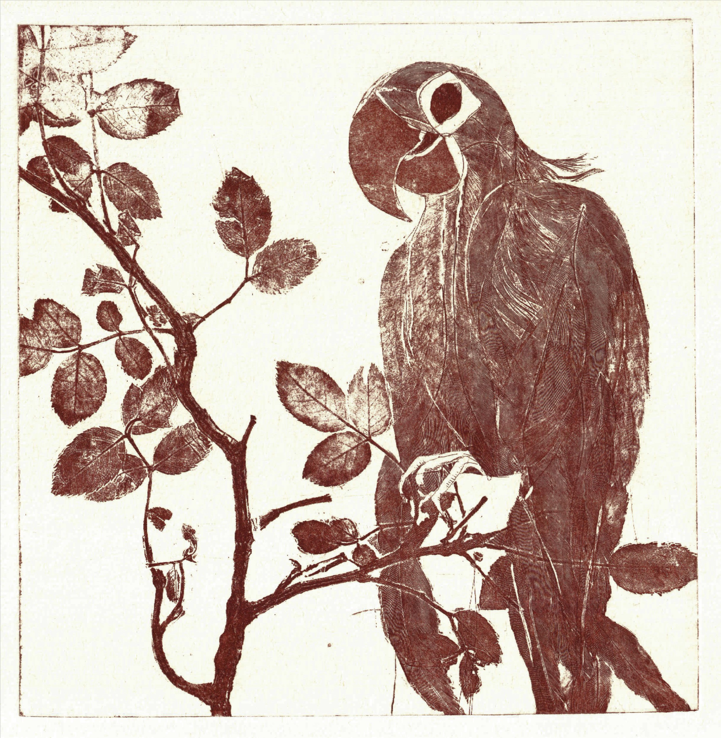 Papagei mit Rosenzweig, 19 x 19 cm