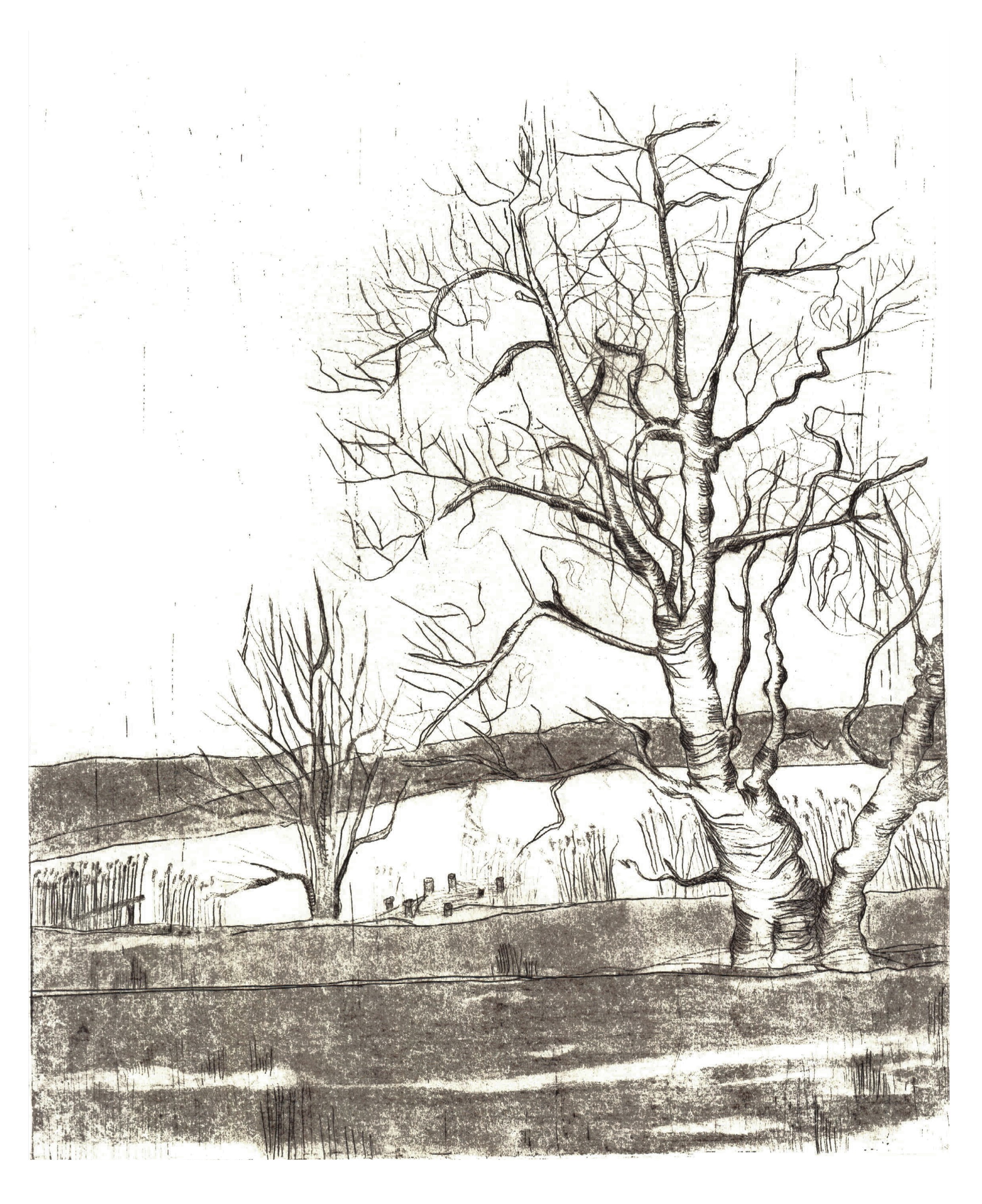 Baum am See, 19,5 x 24,5 cm